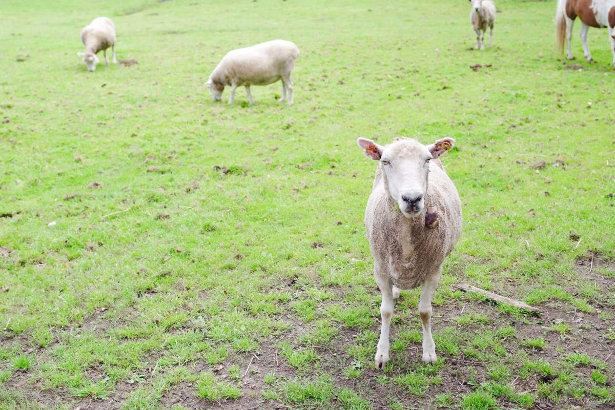 箱根牧場の羊
